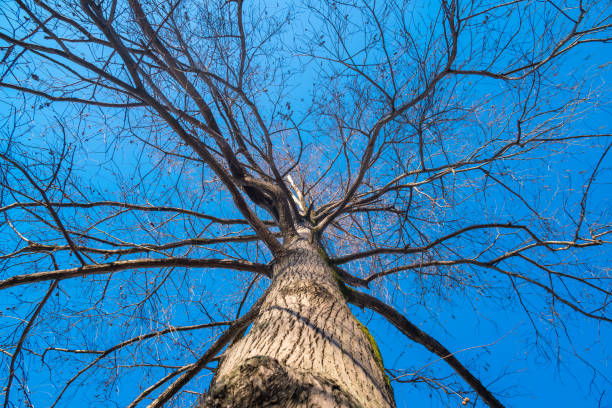 болото �кипариса ветви на голубом небе в зимнее время - cypress tree bark tree wood стоковые фото и изображения