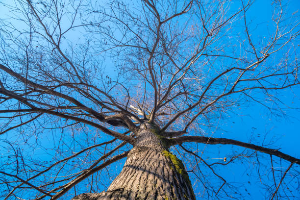 болото кипарисовые ветви на голубом небе в зимнее время - cypress tree bark tree wood стоковые фото и изображения