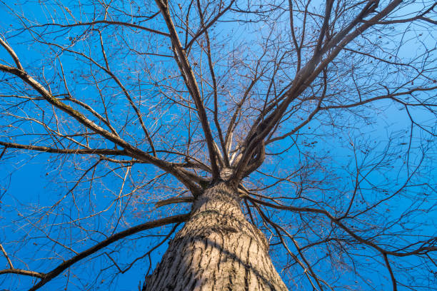 болото кипариса ветви на голубом небе в зимнее время - cypress tree bark tree wood стоковые фото и изображения