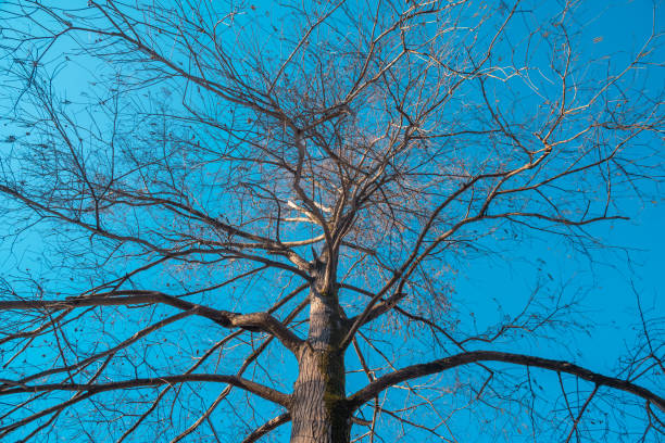 болото кипарисовые ветви на голубом небе в зимнее время - cypress tree bark tree wood стоковые фото и изображения