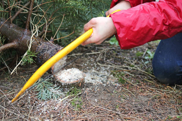 Girl, Felling a Tree for Christmas stock photo