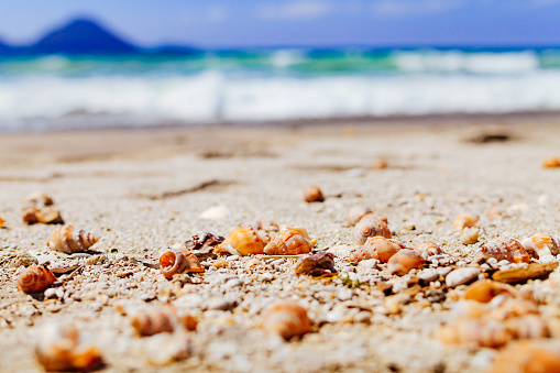 Shells of different size and color are on the beach along New Zealands Pacific coast.