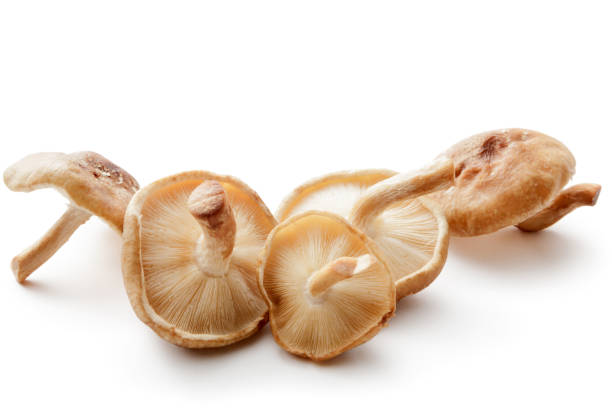 istock Mushrooms: Shiitake Mushrooms Isolated on White Background 898182582