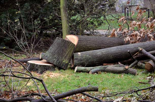 istock Dissected tree after hurricane Herwart in Berlin, Germany 898182822