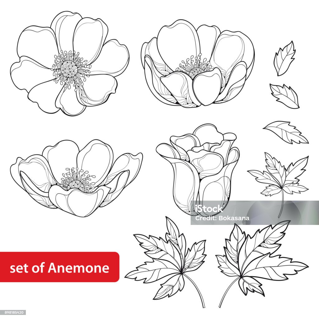 Set vector avec contour fleur anémone ou Windflower, bourgeons et feuilles en noir isolé sur fond blanc. - clipart vectoriel de Anémone libre de droits