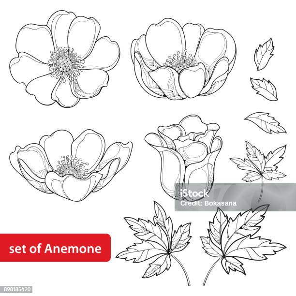 Set Vector Avec Contour Fleur Anémone Ou Windflower Bourgeons Et Feuilles En Noir Isolé Sur Fond Blanc Vecteurs libres de droits et plus d'images vectorielles de Anémone