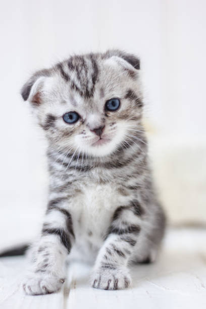 istock Portrait of adorable grey kitten on white background. 898185634