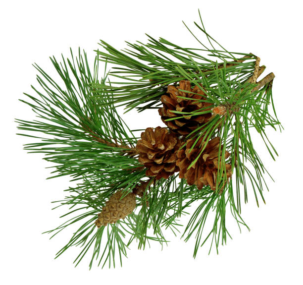 istock pine twig with cones ,isolated on white ,without a shadow. 898191168