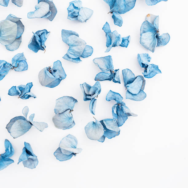 istock Dry flowers on white background. Hydrangea. Flat lay. Top view 898191202