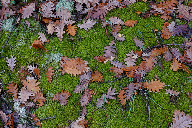 istock Autumn.Bright colored oak leaves and mushrooms on a moss background. 898192516