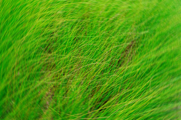 Autumn in the forest swirling