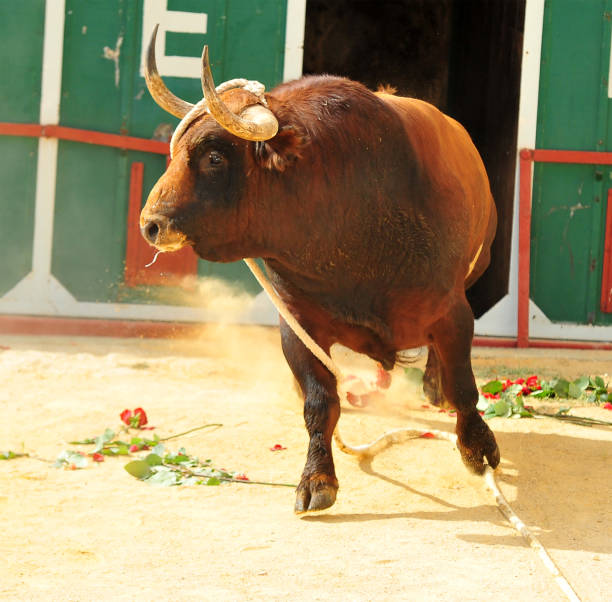 istock bull with big horns 898197510