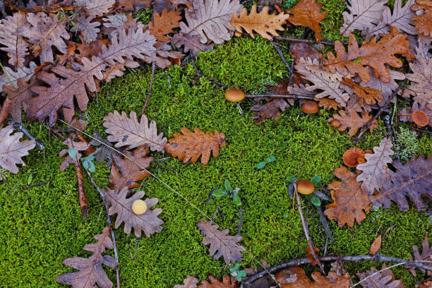 istock Autumn.Bright colored oak leaves and mushrooms on a moss background. 898200214