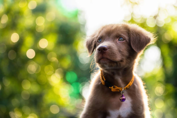 istock Cute puppy, 2018 dog year background 898200262