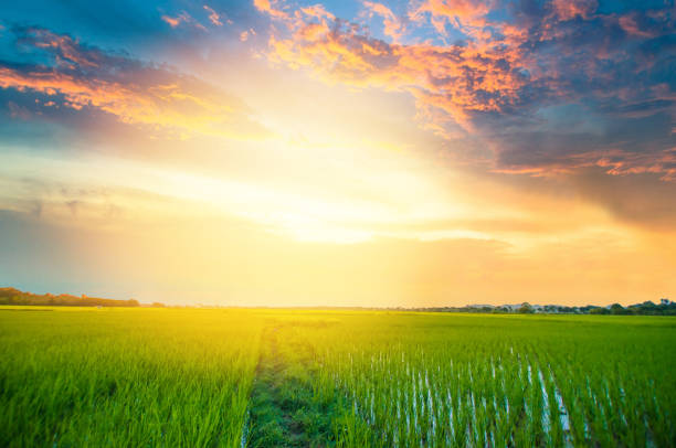 Panoramic view nature Landscape of a green field with rice at sunset