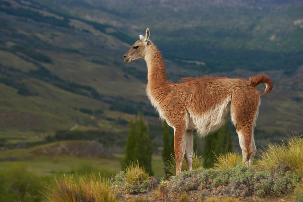 istock Guanaco in Chacabuco Valley 898206364