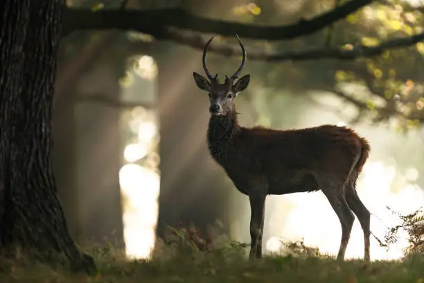 Photo of Red deer (Cervus elaphus