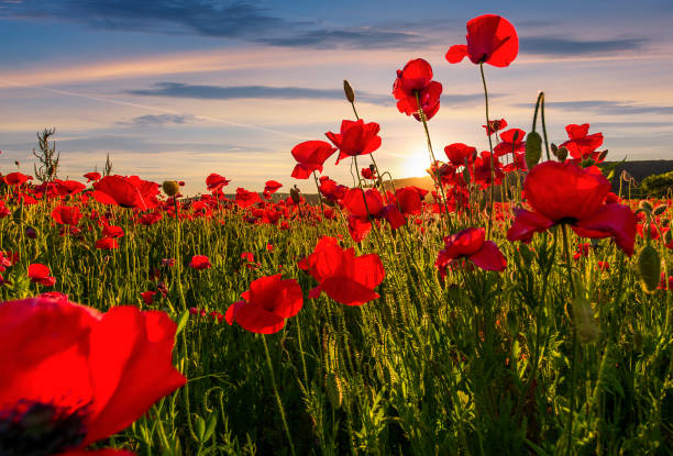 istock poppy flowers field in mountains 898206876
