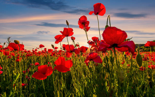istock poppy flowers field in mountains 898206878