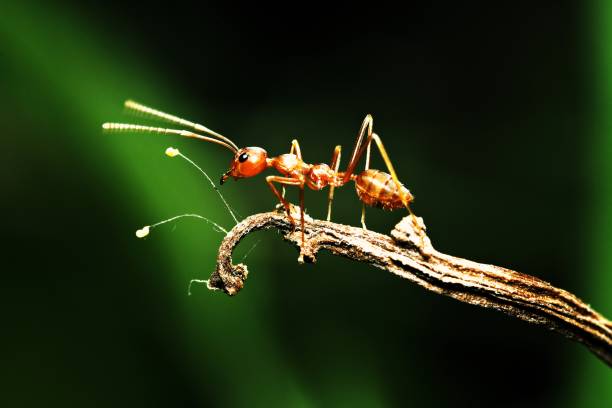 Close up ant and little fungus at edge of dry branch. stock photo