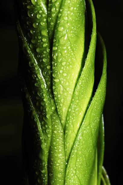 Green leaves with water drops