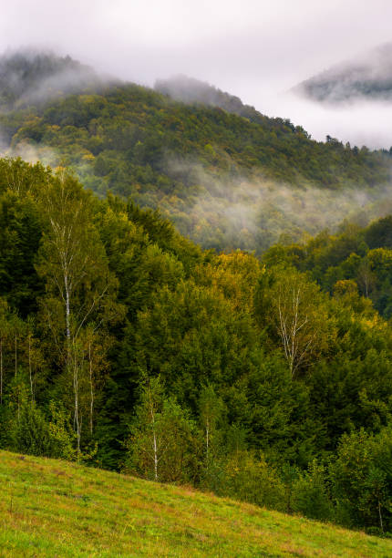Photo of fog and low clouds over the forested mountains