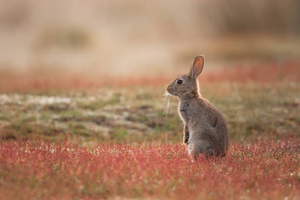Rabbit (Oryctolagus cuniculus - fotografia de stock