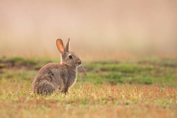 conejo (oryctolagus cuniculus - carne de caza fotografías e imágenes de stock