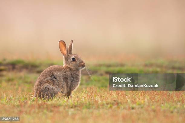 Photo libre de droit de Lapin Oryctolagus Cuniculus banque d'images et plus d'images libres de droit de Lapin - Animal - Lapin - Animal, Lapin - Viande de gibier, Faune