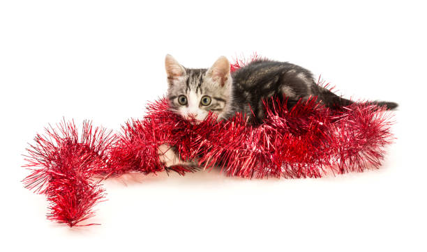 istock The kitten plays with a garland 898212810