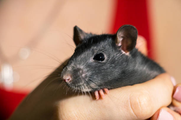 istock Domestic hand-held rat sitting on hands 898213822