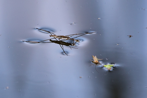 common pond skater or common water strider