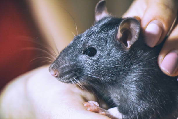 istock Domestic hand-held rat sitting on hands 898214020