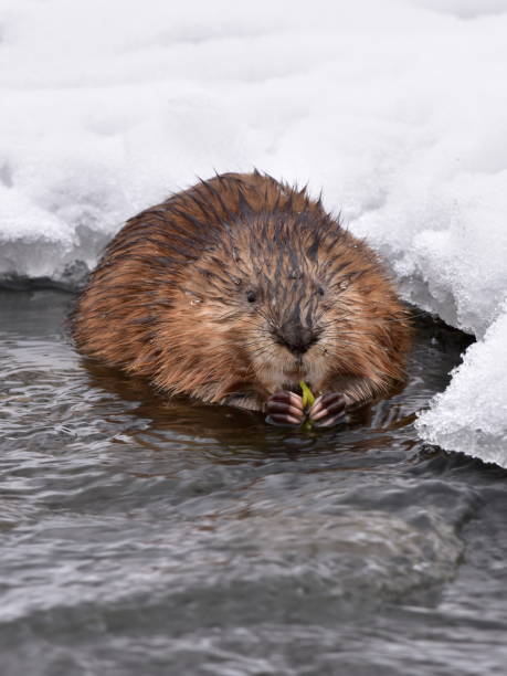 istock muskrat (Ondatra zibethicus) rodent,wildlife shot 898214104