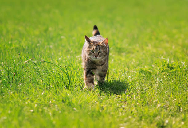 istock young tabby cat fun stepping on a bright green meadow in spring 898214192