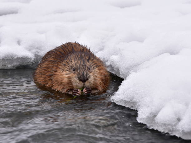 istock muskrat (Ondatra zibethicus) rodent,wildlife shot 898214540