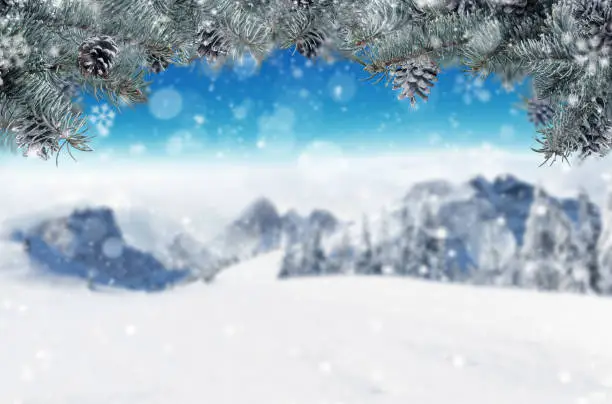 Winter background with fir branches. Free space for text. Snowy landscape on background