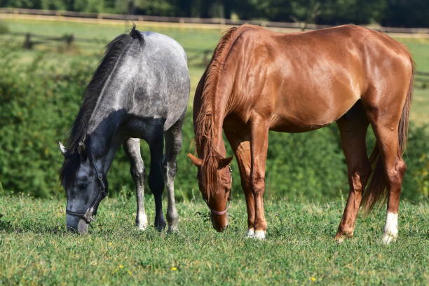 istock purebred horses on pasture 898215678
