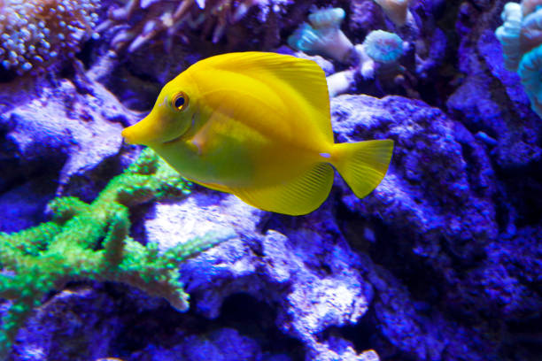 istock Tropical Fish on a coral reef 898215984