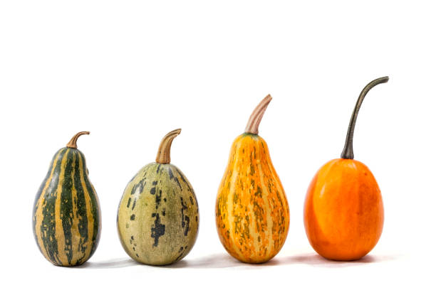 istock Four pumpkins of different types and colors isolated 898216050