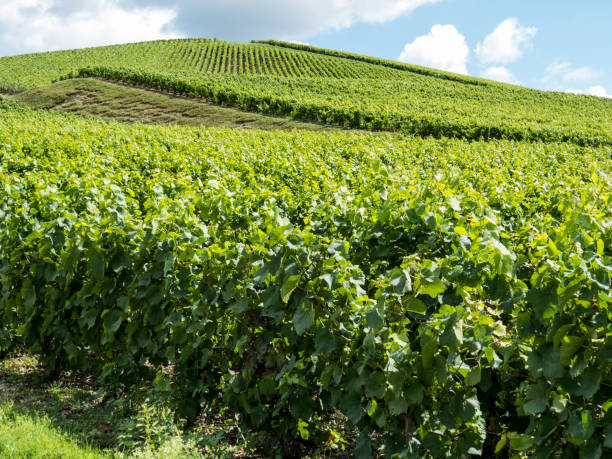 istock Ay, Champagne, France 898216836