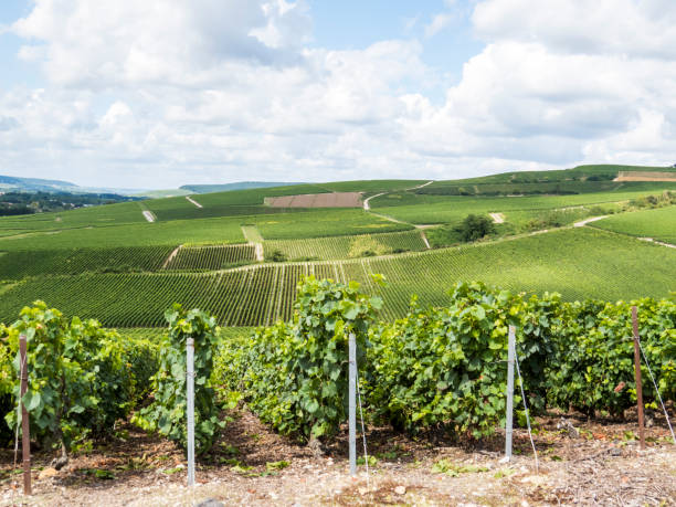 istock Ay, Champagne, France 898217602