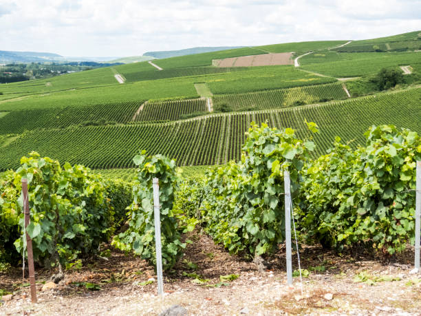istock Ay, Champagne, France 898217776