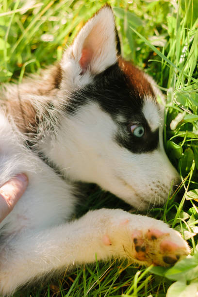 istock portrait of little husky dog 898217852