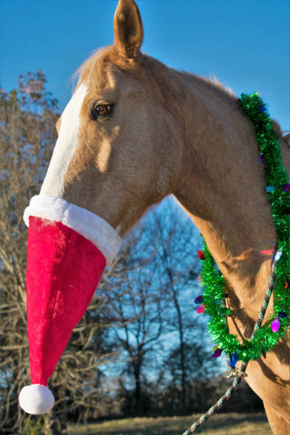 istock Christmas Portrait of a Horse 898218098