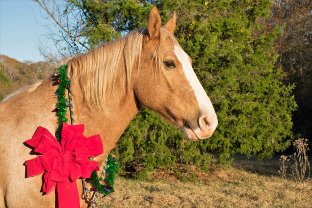 retrato de navidad de un caballo - draft horse fotografías e imágenes de stock