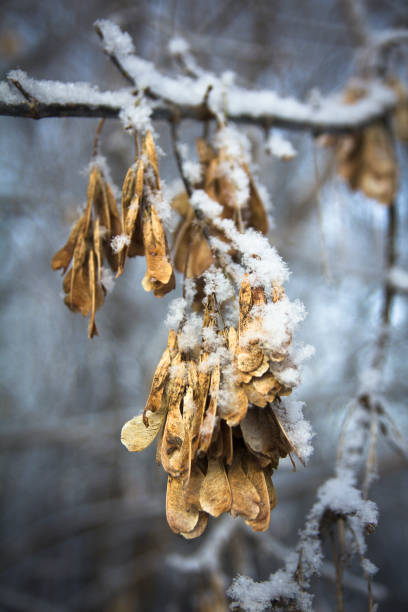istock Maple seeds covered with fresh snow in the winter forest 898218310