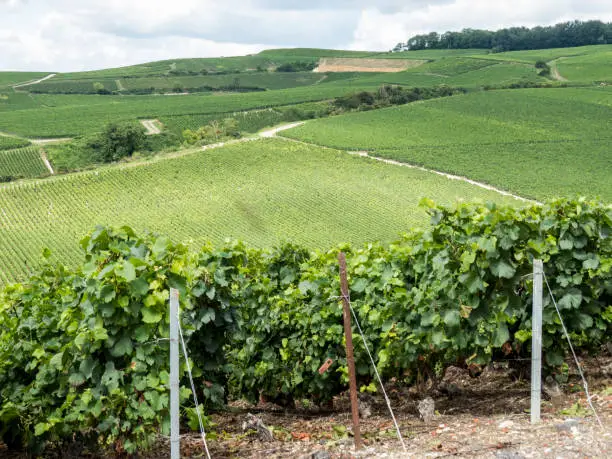 Ay, Champagne, France. Hills covered with vineyards in the wine region of Champagne, France. Moet & Chandon