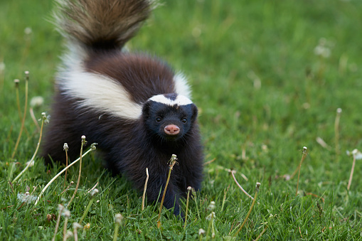 European Badger standing on hind paws - vertical portrait. Wild animal.