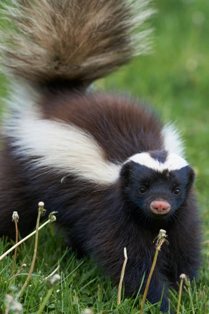 istock Humboldt's hog-nosed skunk 898221264
